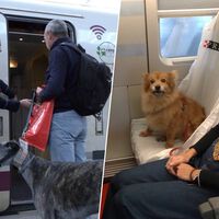 España tiene 7,5 millones de perros, así que Renfe ha cambiado sus normas para viajar con mascotas grandes en tren