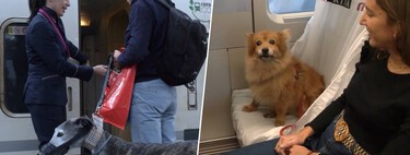 España tiene 7,5 millones de perros, así que Renfe ha cambiado sus normas para viajar con mascotas grandes en tren