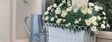 El vinagre es tu mejor aliado para salvar las plantas pochas. Así puedes usarlo para mantenerlas verdes 