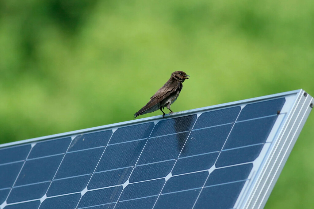 Pensábamos que los parques solares eran una trampa mortal para las aves. 19.000 horas de vídeo y una IA acaban de desmontar el mito