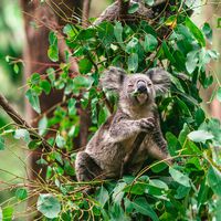 Australian Snipers Have Shot Down 750 Koalas From Helicopters. Believe It or Not, It Was for the Animals’ Own Good