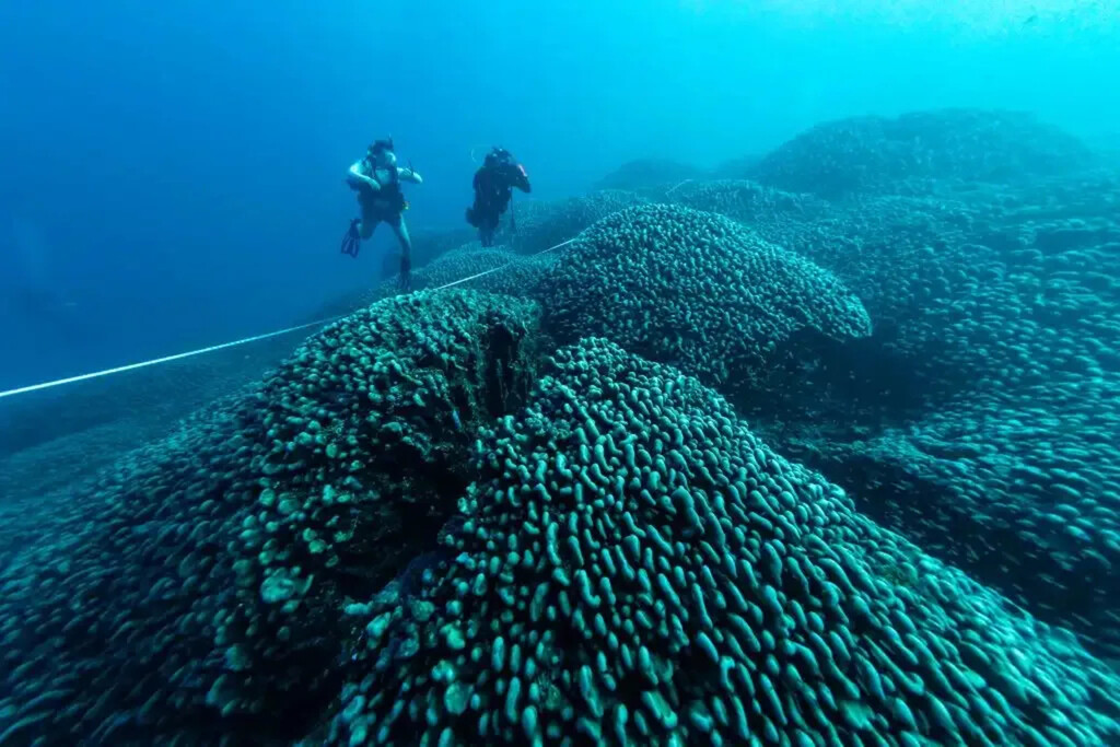 Este es el coral más grande el mundo, estuvo oculto por más de tres siglos y se puede ver desde el espacio . Noticias en tiempo real