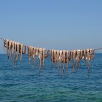 Inglaterra está viviendo una invasión sin precedentes. El problema es que son pulpos, y están devorando todo lo que encuentran