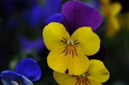 Pensamientos (Viola × wittrockiana)