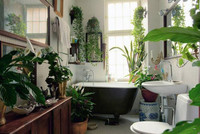 Plantas, página 3 - Decoesfera