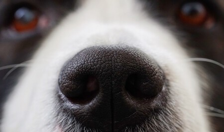 Perros Detectan Enfermedades Huelen Multicanal