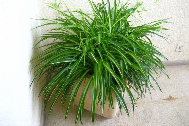 Las once mejores plantas de interior