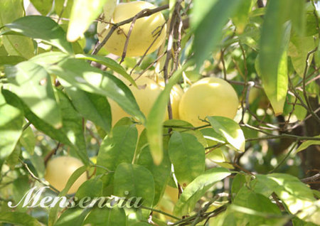 Este otoño, come Pomelo I