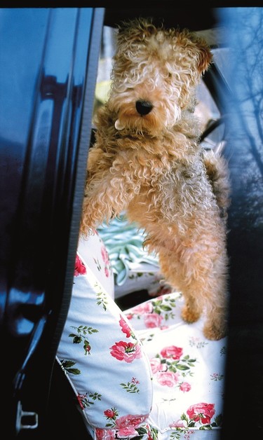 Ideas perrunas para regalar estas Navidades 2013 