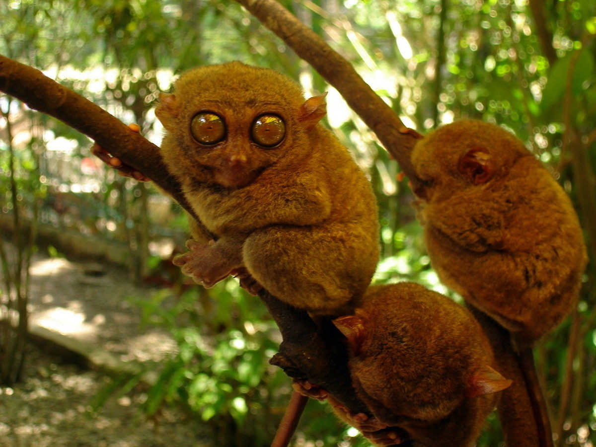 El mejor sitio de Filipinas para contemplar estas curiosas criaturas de ojos saltones