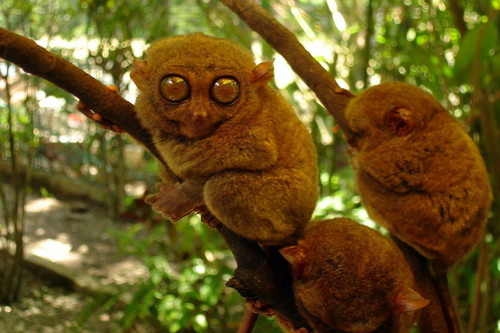 El mejor sitio de Filipinas para contemplar estas curiosas criaturas de ojos saltones
