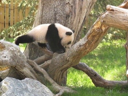 Xing Bao