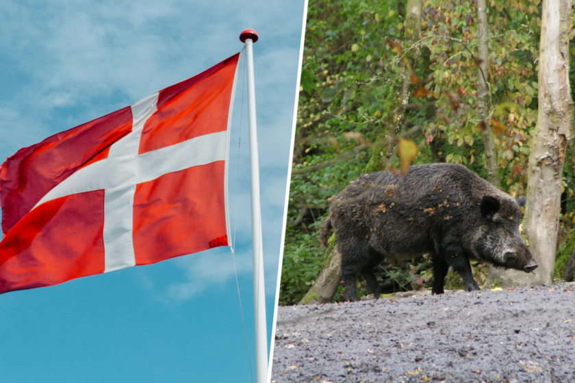 Cuando en 2020 la peste porcina se acercaba a sus fronteras, Dinamarca tomó una solución radical: matar a todos los jabalíes que había en el país