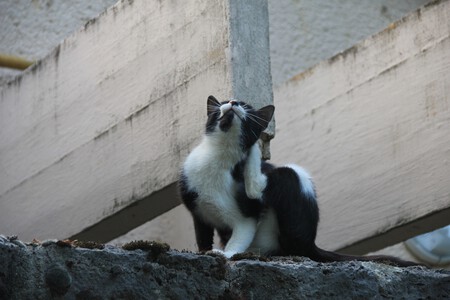 Gato Otitis