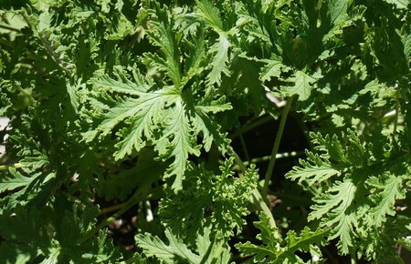 Citronela