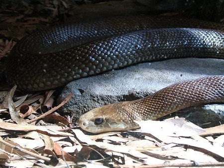 taipan