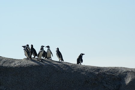 Distrochooser te ayuda a elegir la distribución Linux que más te conviene