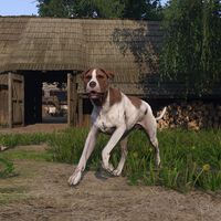 Cómo recuperar a tu perro en Kingdom Come Deliverance 2. Guía paso a paso para conseguir a Chucho 