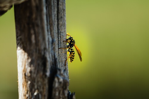Cómo alejar del jardín a las avispas y a los mosquitos