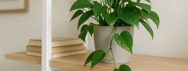 Dónde colocar el potos en casa para que crezca con hojas grandes y sanas 