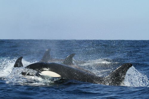 Tourists turn Mexican town into chaos to swim with killer whales
