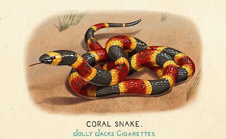 Fauna De Norteamerica 4