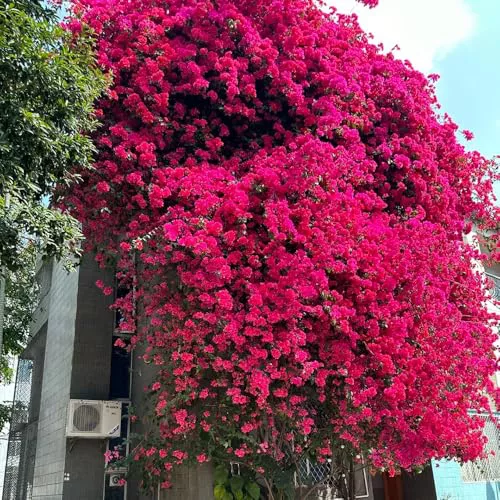 Semillas de buganvilla para balcon organicas trepadoras rápido crecimiento 150pcs