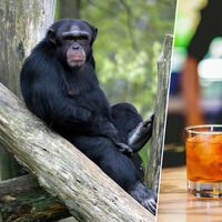 Nem eles resistem: pesquisa aponta que chimpanzés selvagens bebem o equivalente a quase duas doses de álcool por dia 