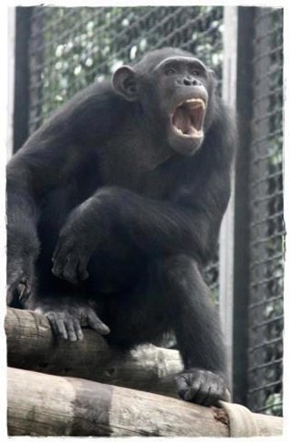 Comprueban lo poco que separa a un humano de un simio en el uso de un iPad (en un Zoo de Jerez)