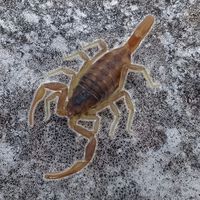 Como repelir escorpiões explorando sua maior fraqueza 
