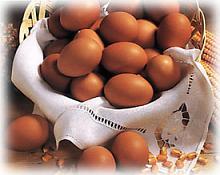 Huevos de gallina para prevenir la caries humana