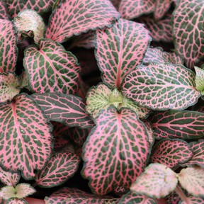 Los jardineros la adoran: la planta de bonitas hojas que se adapta a espacios pequeños, no necesita mucha luz y es ideal para decorar el baño