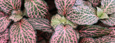 Los jardineros la adoran: la planta de bonitas hojas que se adapta a espacios pequeños, no necesita mucha luz y es ideal para decorar el baño