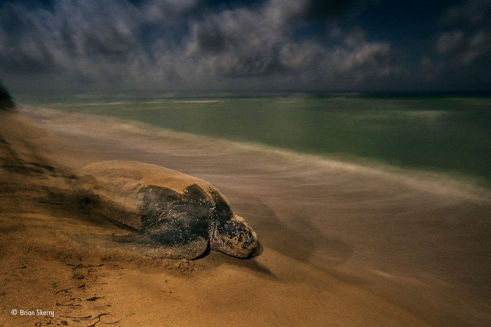 Wildlife Photographer of the Year 2017, fotografias ganadoras del concurso