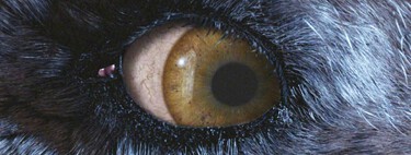 Hoy en HBO Max: el comienzo de la saga de fantasía más popular de todos los tiempos, con sus más de 10 mil millones de dólares en taquillas mundiales 