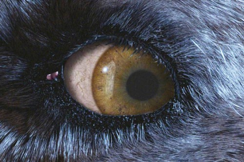 Pelicula Fantasia Serie Popular 10 Mil