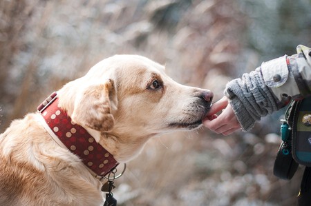Perros Detectan Enfermedades Covid Cancer Otros