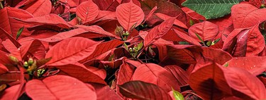 Adiós a las Nochebuenas: estas 2 plantas aromáticas son ideales para adornar tu casa