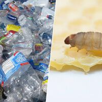 Tenemos un gran problema con el plástico. Esta oruga puede ayudarnos devorando una bolsa en 24 horas 