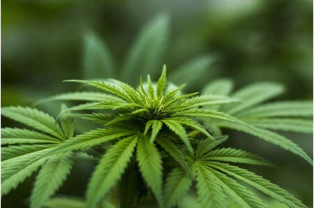 El cannabis afecta el recuento de espermatozoides en tanto en los consumidores como en sus hijos (de ratones)