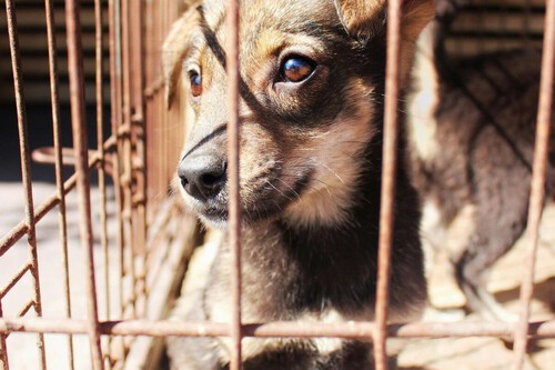 CDMX busca castigar con hasta 12 años de cárcel a quien mate perros o gatos, además de multas millonarias