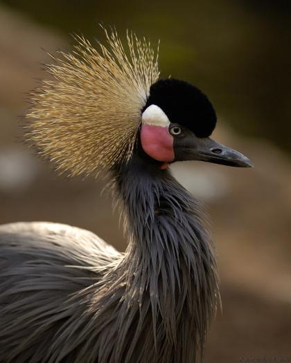 Crowned crane