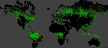 Mapa interactivo que muestra la pérdida forestal del planeta Tierra