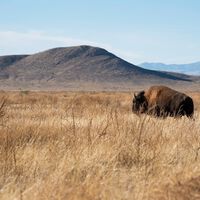 Coahuila ha liberado 44 bisontes americanos para un trabajo inusual: hacer que vuelva a crecer el pasto