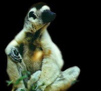 Madagascar: Atsinanana en la lista de Patrimonio de la Humanidad