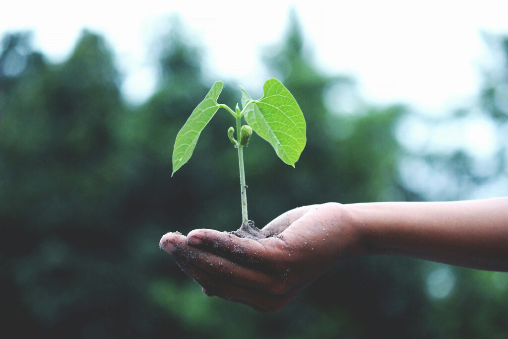 Cuatro plantas que tienes que reproducir antes de terminar septiembre para tener un jardín gratis en primavera