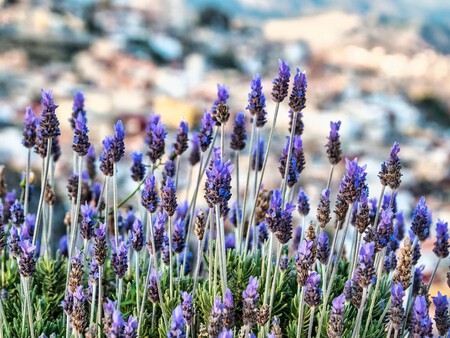 Lavanda