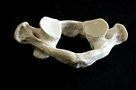 Partes poco conocidas de tu cuerpo cuyos nombres recuerdan a accidentes geográficos (y III)