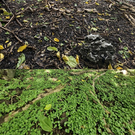 Mudanças no terreno após o sumiço dos ratos