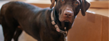 Esta es la forma más rápida, efectiva y duradera de eliminar el olor a pis de perro en casa